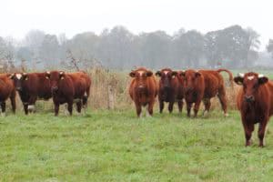 De boer op in Twente