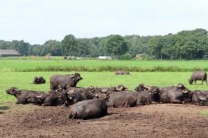 De boer op in Twente