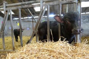 De boer op in Twente