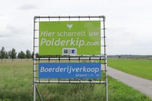 Polderknoflook