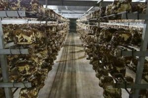 De boer op in Twente