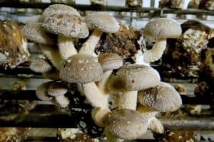 De boer op in Twente