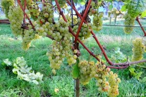 Rosé bubbels uit Zeewolde
