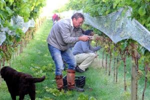 Rosé bubbels uit Zeewolde