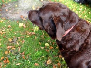 Rosé bubbels uit Zeewolde