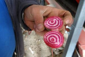 Kleurrijke vergeten groenten uit de Flevopolder