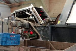 Kleurrijke vergeten groenten uit de Flevopolder