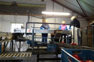 Kleurrijke vergeten groenten uit de Flevopolder