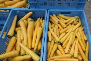 Kleurrijke vergeten groenten uit de Flevopolder