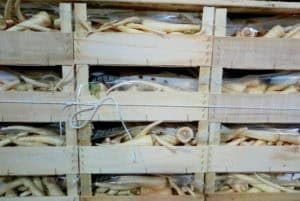 Kleurrijke vergeten groenten uit de Flevopolder