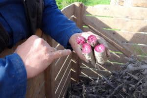 Kleurrijke vergeten groenten uit de Flevopolder