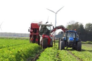 Kleurrijke vergeten groenten uit de Flevopolder