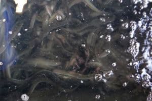 Kunnen we nog wel paling eten?