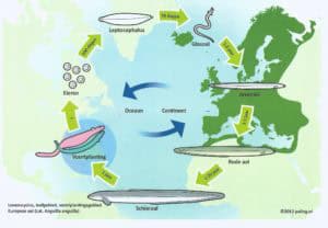 Kunnen we nog wel paling eten?