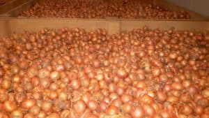 Biologische uien van de AH uit Zeewolde