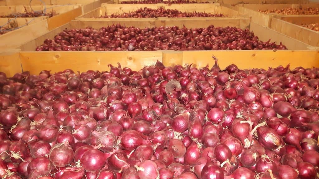 Biologische uien van de AH uit Zeewolde