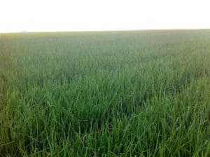 Biologische uien van de AH uit Zeewolde