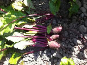 Biologische uien van de AH uit Zeewolde