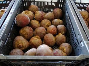 Biologische uien van de AH uit Zeewolde