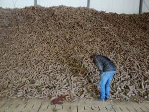 Biologische uien van de AH uit Zeewolde
