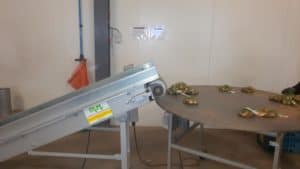 Biologische uien van de AH uit Zeewolde