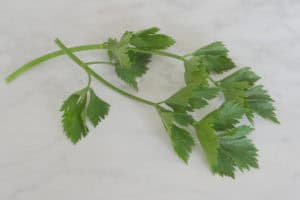 Welke kruiden kan je gebruiken bij welke kwalen?