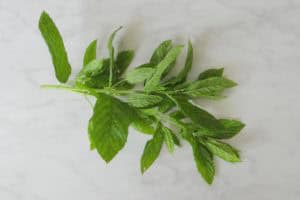 Welke kruiden kan je gebruiken bij welke kwalen?