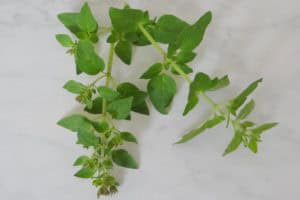 Welke kruiden kan je gebruiken bij welke kwalen?