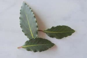 Welke kruiden kan je gebruiken bij welke kwalen?