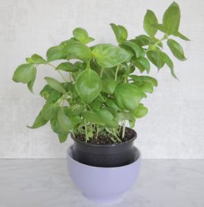 Hoe kom je van die nare fruitvliegjes af