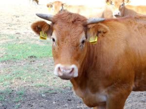 De lokale producten van Denekamp en omgeving