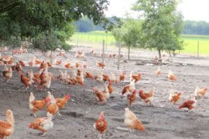 Biologische pompoenen en eieren uit Zeewolde