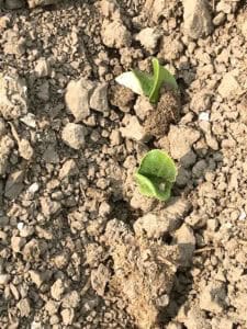 Biologische pompoenen en eieren uit Zeewolde