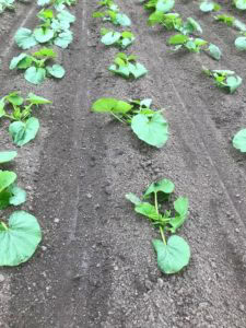 Biologische pompoenen en eieren uit Zeewolde