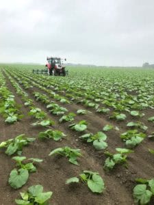Biologische pompoenen en eieren uit Zeewolde
