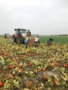 Biologische pompoenen en eieren uit Zeewolde