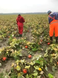 Biologische pompoenen en eieren uit Zeewolde
