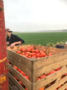 Biologische pompoenen en eieren uit Zeewolde
