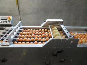 Biologische pompoenen en eieren uit Zeewolde