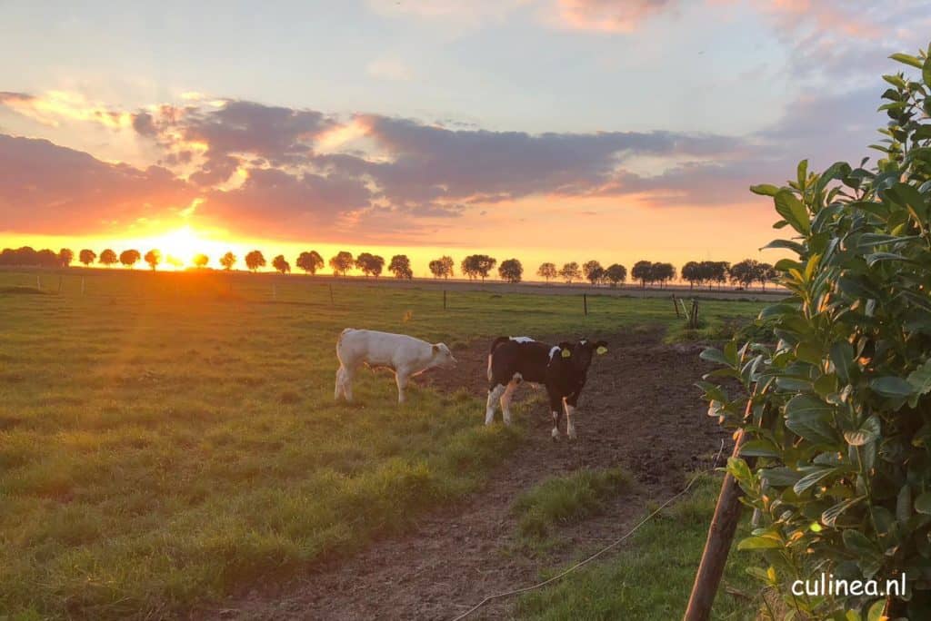 Deel een Koe in Zeewolde