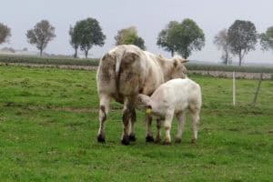 Deel een Koe in Zeewolde