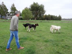 Deel een Koe in Zeewolde