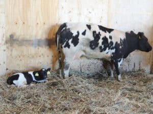 Deel een Koe in Zeewolde