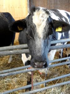 Deel een Koe in Zeewolde