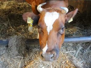 Deel een Koe in Zeewolde