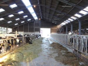 Op bezoek bij een kaasboerderij