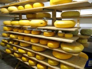 Op bezoek bij een kaasboerderij