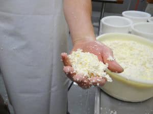 Op bezoek bij een kaasboerderij