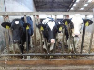 Op bezoek bij een kaasboerderij