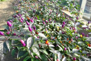 Vol lof over Warmonderhof